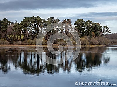 Tree Reflections at Vartry Reservoir in Late Autumn Stock Photo