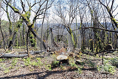 Tree regeneration in The Blue Mountains after the Australian bush fires Stock Photo