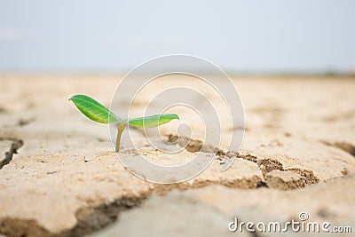 Tree reincarnation drought conditions Stock Photo