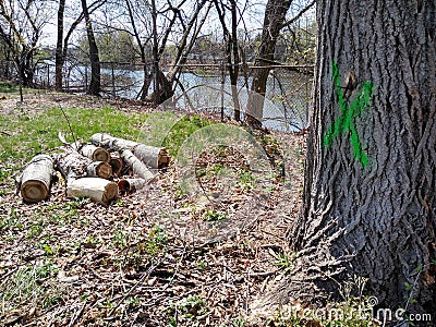 Tree Removal, Dead Tree Marked With An X Editorial Stock Photo