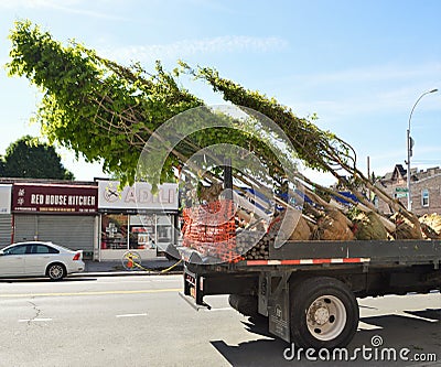 Tree Removal Service Towing Away Damaged Trees on Truck Vehicle Editorial Stock Photo