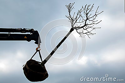 Tree replanting Stock Photo