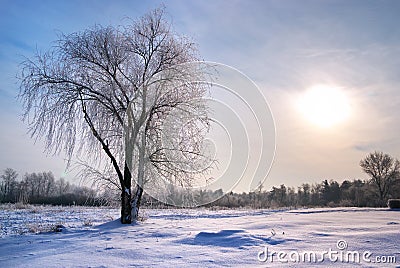 Tree in rime Stock Photo