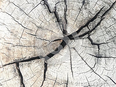 Tree ring Stock Photo