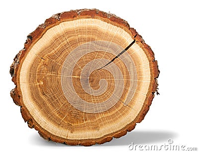 Tree Ring Stock Photo