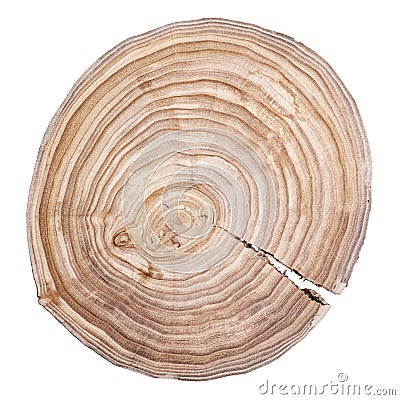 Tree rings Stock Photo