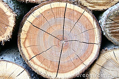 Timber logs Stock Photo