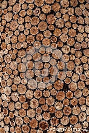 Tree Rings Stock Photo