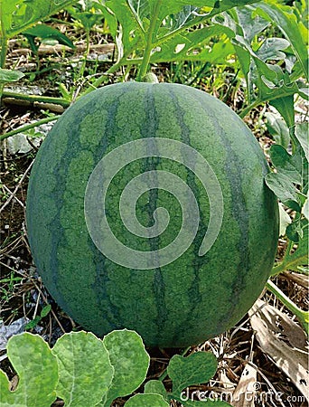 Tree-ripe watermelon certainly tastes sweet and fresh Stock Photo