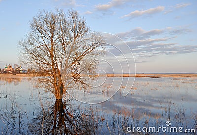 Tree in the river near Rostov Stock Photo