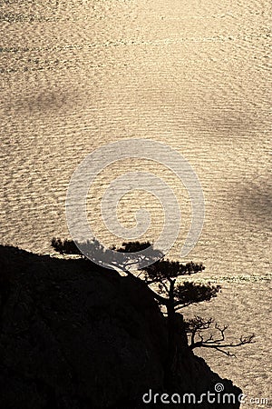 Tree on a rock Stock Photo