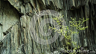 Tree and the Rock Stock Photo