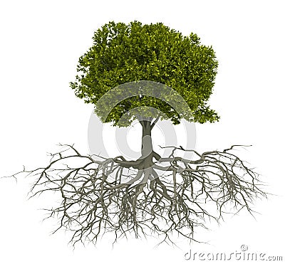 Tree and root Cartoon Illustration