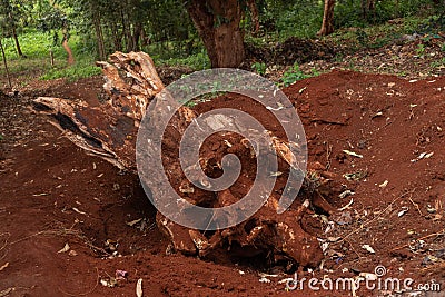 Tree root dug out of the ground Stock Photo