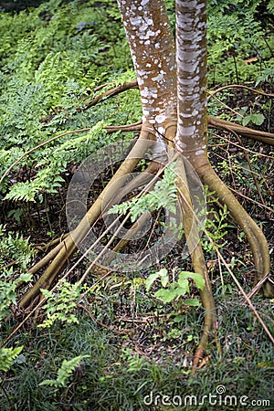 Tree root on the green carpet of the forest floor Stock Photo