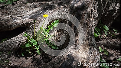 Tree root. Large florid tree root. Spring flowers sprouted between huge roots Stock Photo