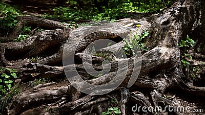 Tree root. Large ornate tree root. Spring flowers sprouted between huge roots Stock Photo