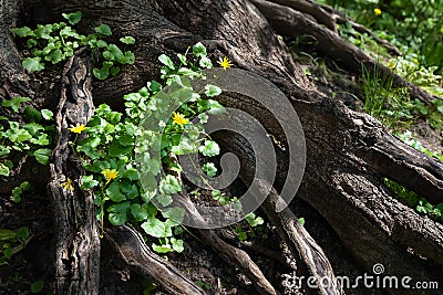 Tree root. Spring flowers in rays of light between huge roots. Large florid tree root close up Stock Photo