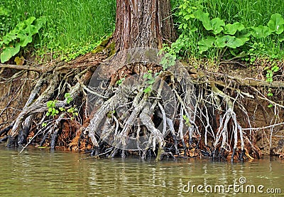 Tree root Stock Photo