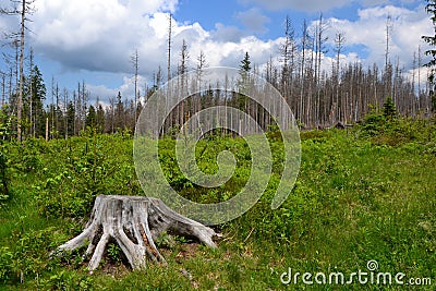 Tree root and trees broken by strong winds Stock Photo
