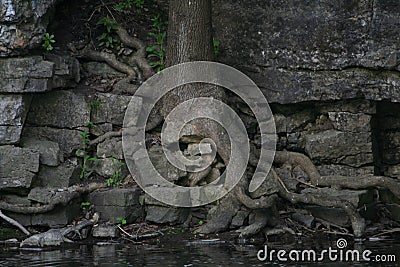 Tree rooted into rocks along river Stock Photo