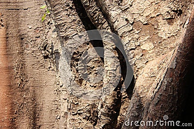 Close Up Old And Young Bodhi Tree Bark. Nature Color Stock Photo