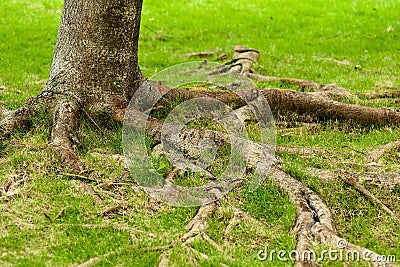 Tree roots Stock Photo