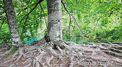Tree roots Stock Photo