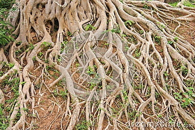 Tree roots Stock Photo