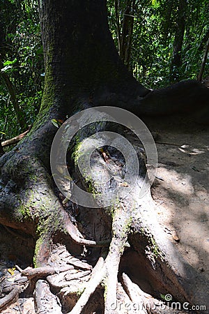 Tree roots Stock Photo