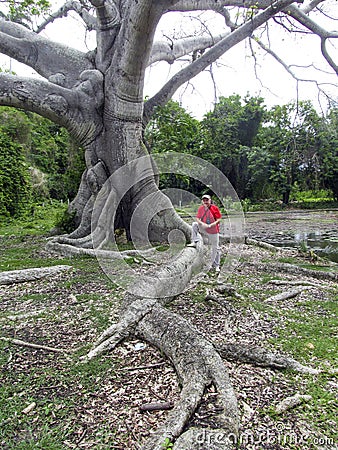 Tree roots bizarre fabulous shape with a man in a cap Stock Photo