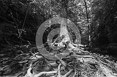 Tree roots in black and white. Stock Photo