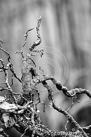 Tree roots black-white Stock Photo