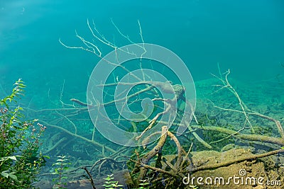 The tree roots and brachs under cristall clean water of Lake Bled Stock Photo