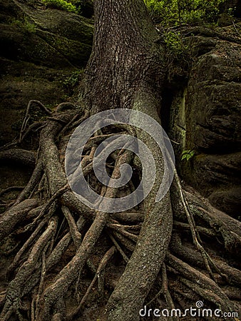 Tree roots Stock Photo