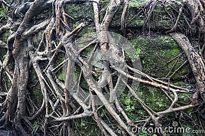 Tree roots Stock Photo