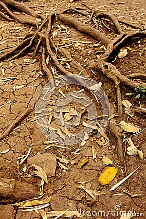 Tree roots in dry cracked soil, Nature Stock Photo