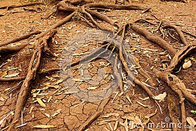 Tree roots in dry cracked soil, Nature Stock Photo