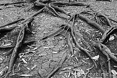 Tree roots in dry cracked soil, Nature Stock Photo