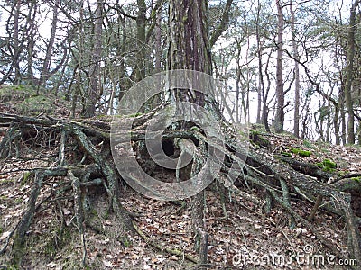 Tree roots Stock Photo