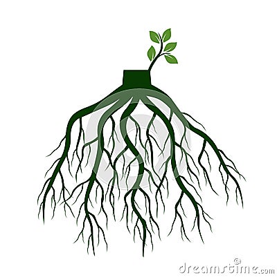 Tree Roots and germinate limb. Roots of plants. Vector Illustration Stock Photo