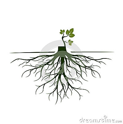 Tree Roots and germinate limb. Roots of plants. Vector Illustration Vector Illustration