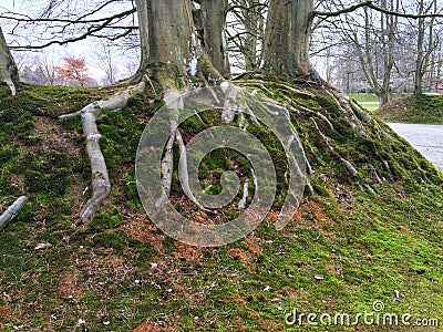 Nature Tree roots in a grass verge Stock Photo