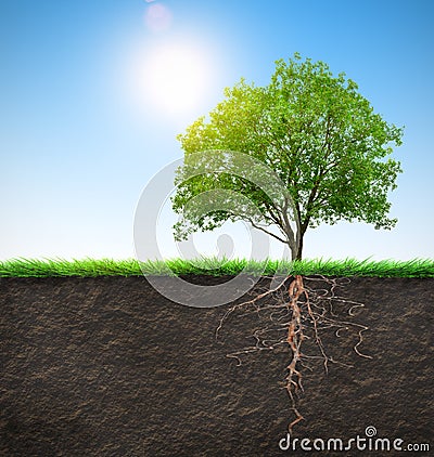 Tree with roots Stock Photo