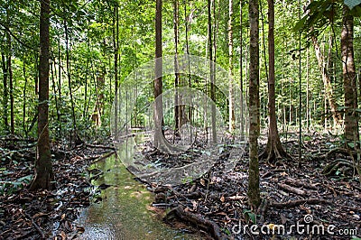 Tree roots and green forest,Landscape rain forest National Park Stock Photo