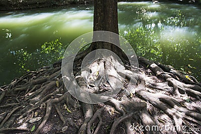 Tree roots Stock Photo