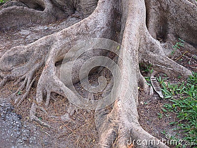 Tree roots on the ground and green grass. Stock Photo