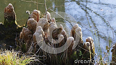 Tree roots grow in a small lake upwards, elves Droll home Stock Photo