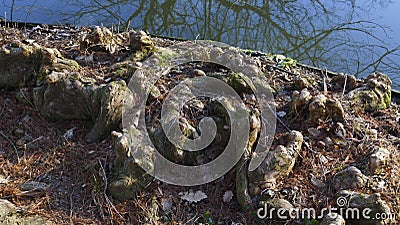 Tree roots grow in a small lake upwards, elves Droll home Stock Photo