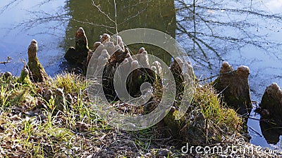 Tree roots grow in a small lake upwards, elves Droll home Stock Photo